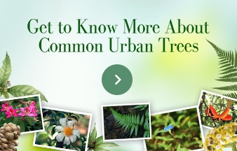 Get to Know More About Common Urban Trees