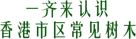 一齊來認識 香港市區常見樹木