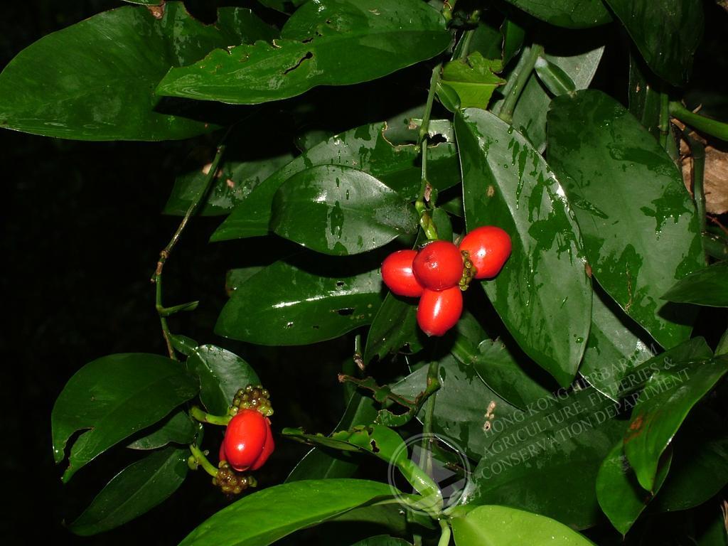 香港植物标本室 - 石柑 pothos chinensis