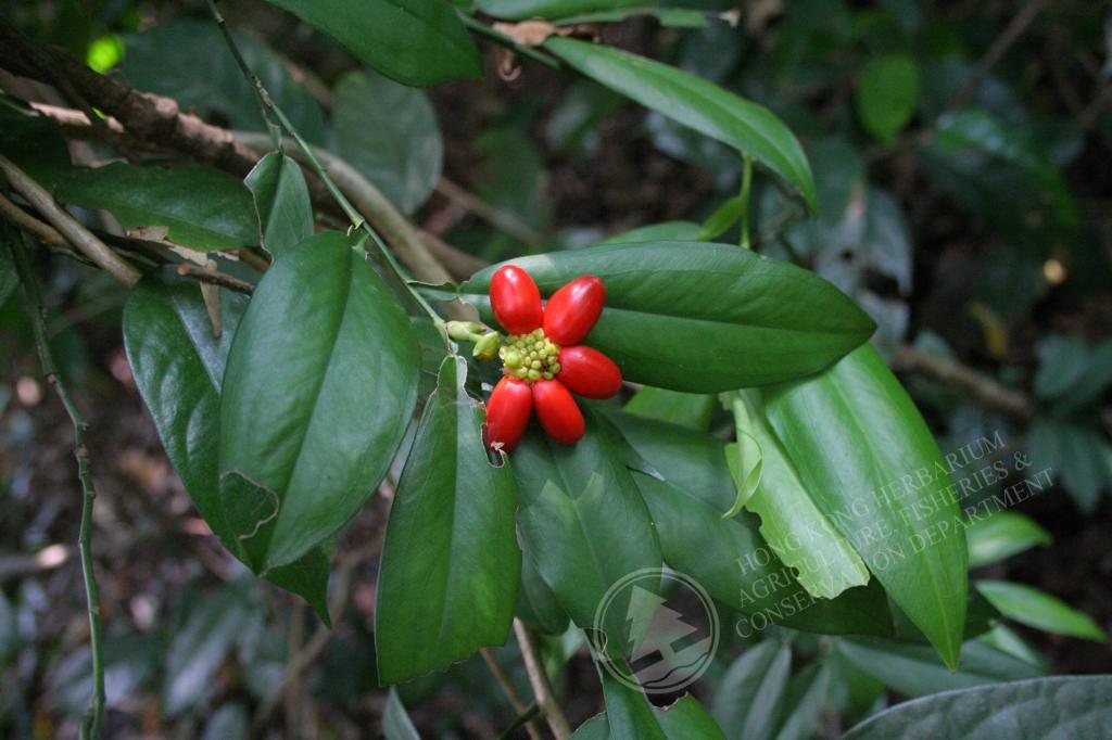 香港植物标本室 - 石柑 pothos chinensis