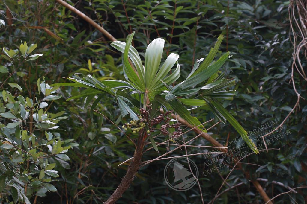 HK Herbarium - Rhapis excelsa 棕竹