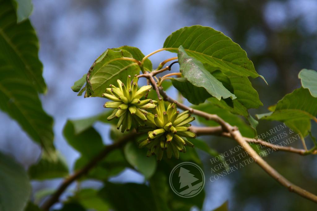 HK Herbarium - Camptotheca acuminata