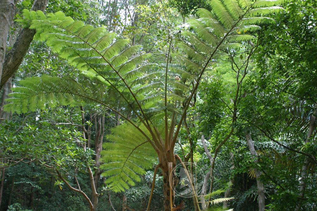 HK Herbarium - Sphaeropteris lepifera 筆筒樹