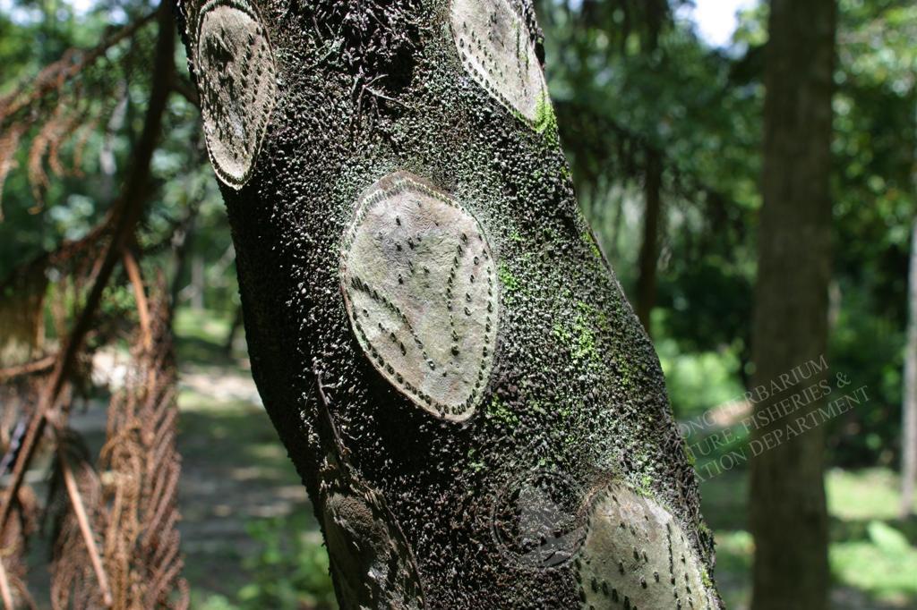 樹木形在銘筆筒 [B26474] 樹木形在銘筆筒 [B26474] 筆筒樹| 臺灣生命大百科