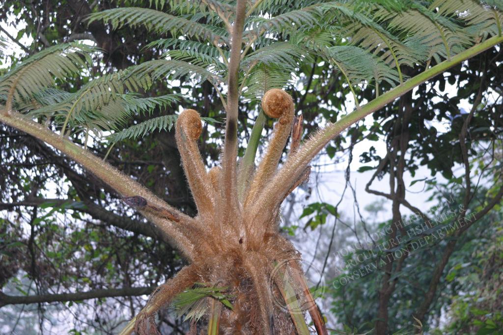 HK Herbarium - Sphaeropteris lepifera 筆筒樹