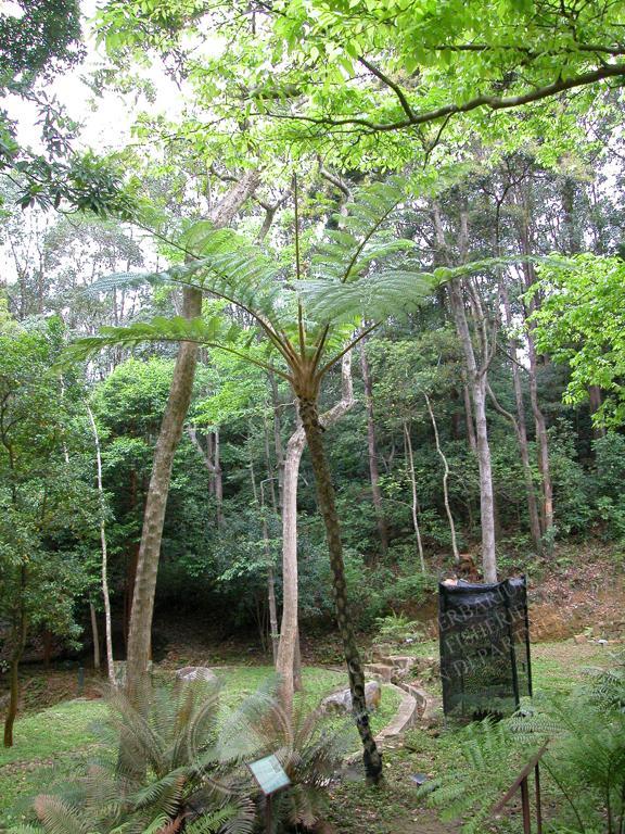 HK Herbarium - Sphaeropteris lepifera 筆筒樹