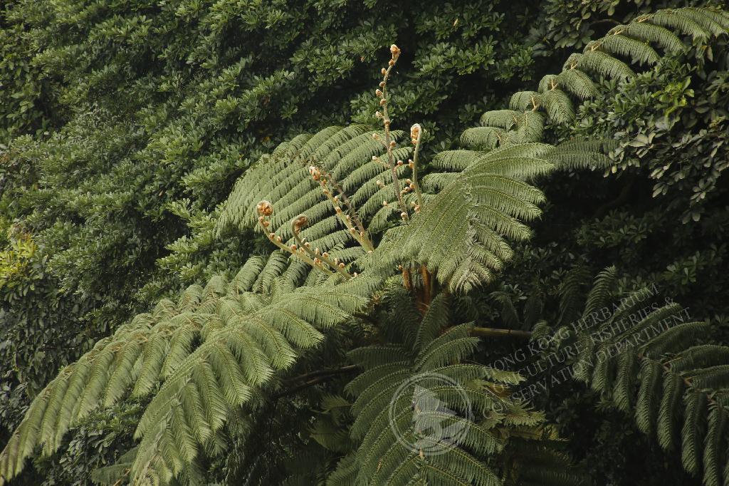 HK Herbarium - Sphaeropteris lepifera 筆筒樹