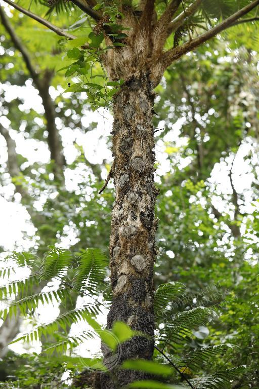 HK Herbarium - Sphaeropteris lepifera 筆筒樹