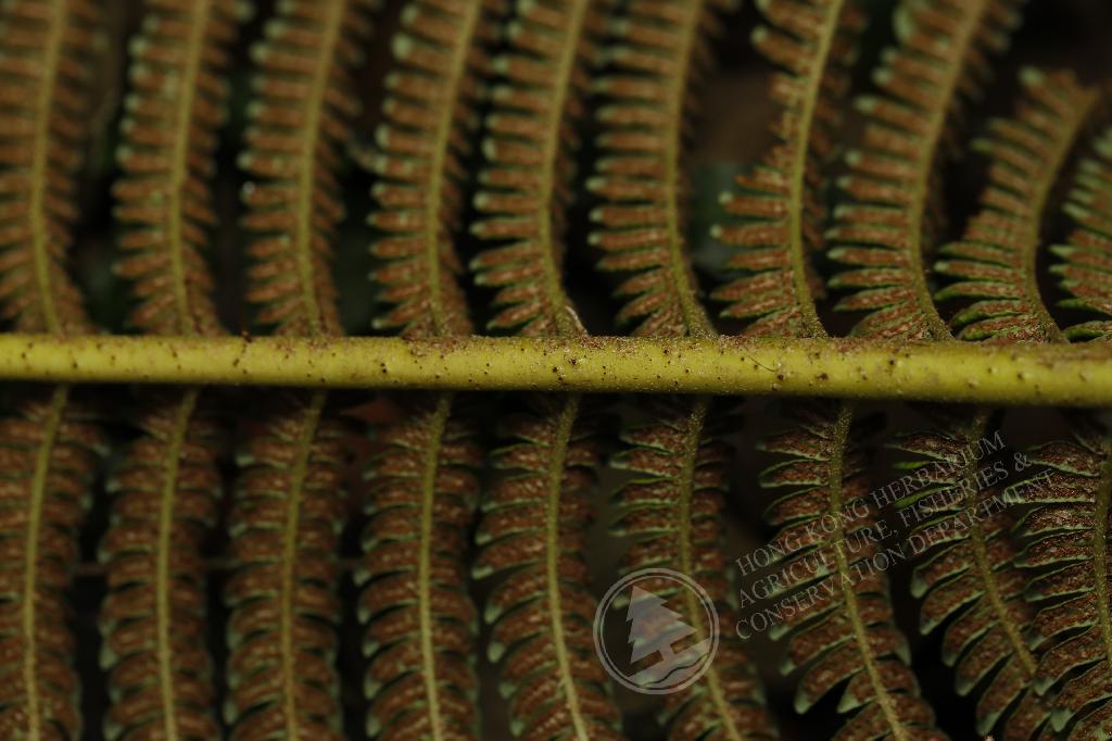HK Herbarium - Sphaeropteris lepifera 筆筒樹