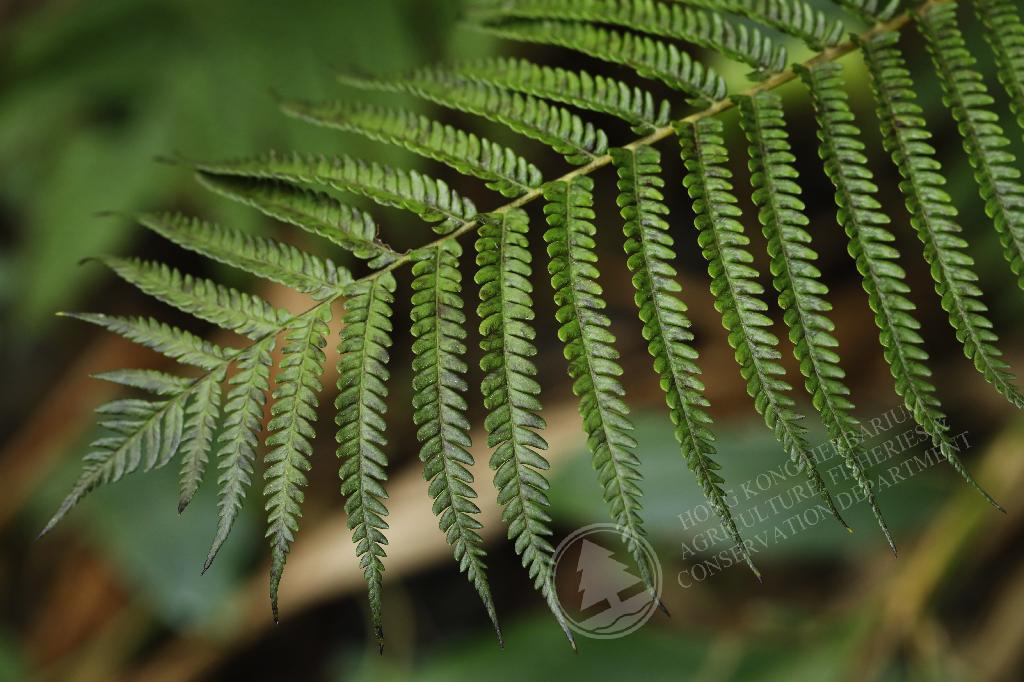 HK Herbarium - Sphaeropteris lepifera 筆筒樹
