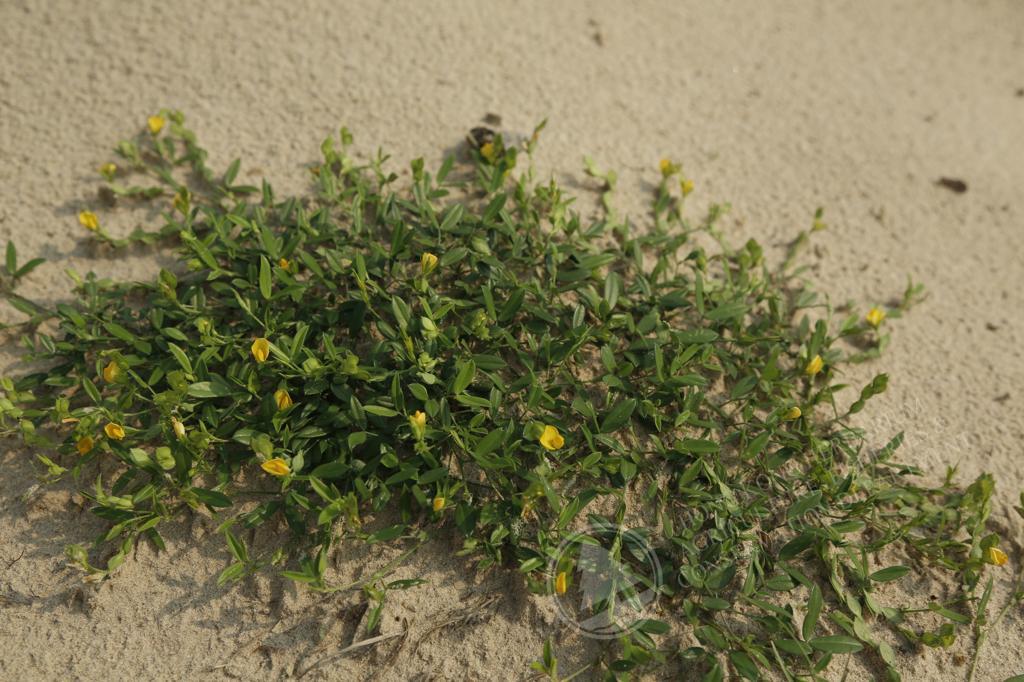 花草圖 HK Herbarium - Zornia gibbosa 丁癸草