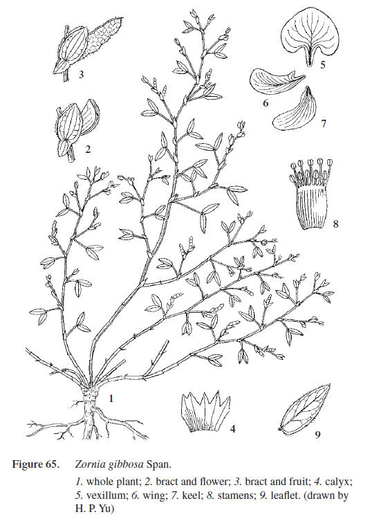 HK Herbarium - Zornia gibbosa 丁癸草
