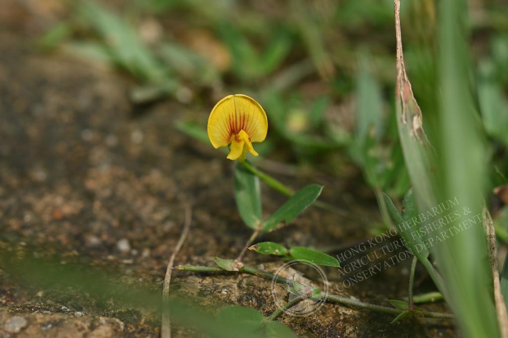HK Herbarium - Zornia gibbosa 丁癸草