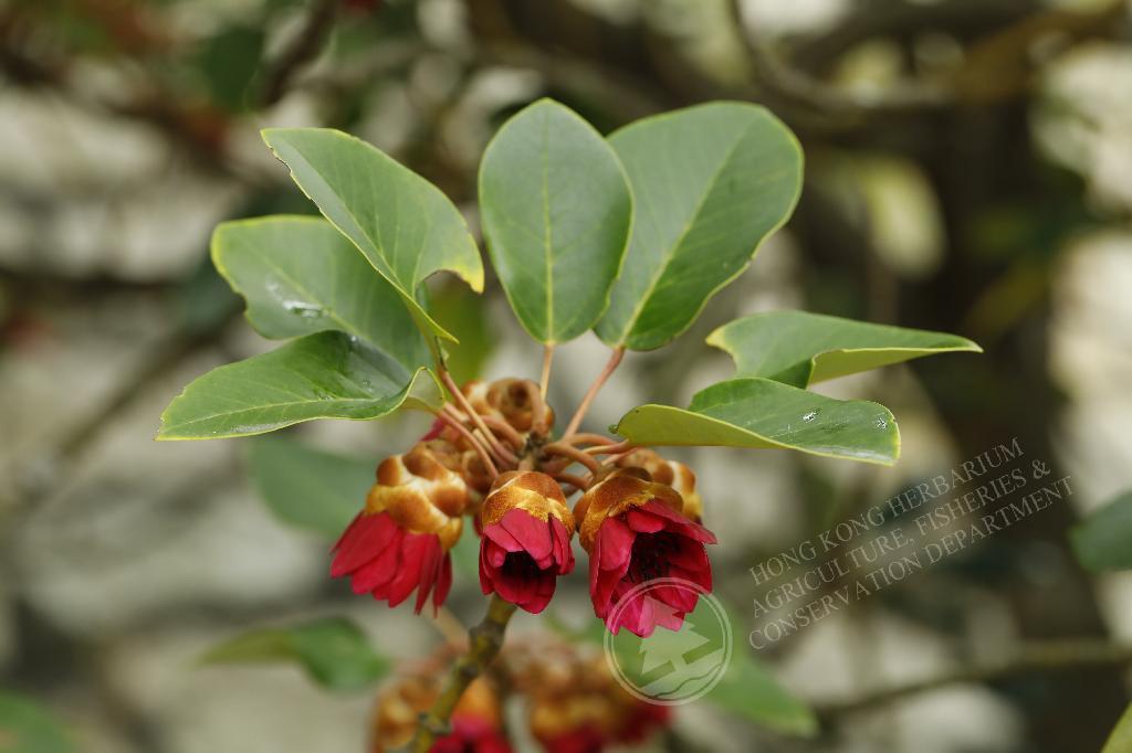香港植物標本室- 紅花荷Rhodoleia championii