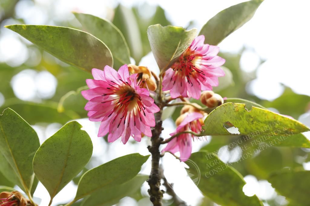 香港植物標本室- 紅花荷Rhodoleia championii