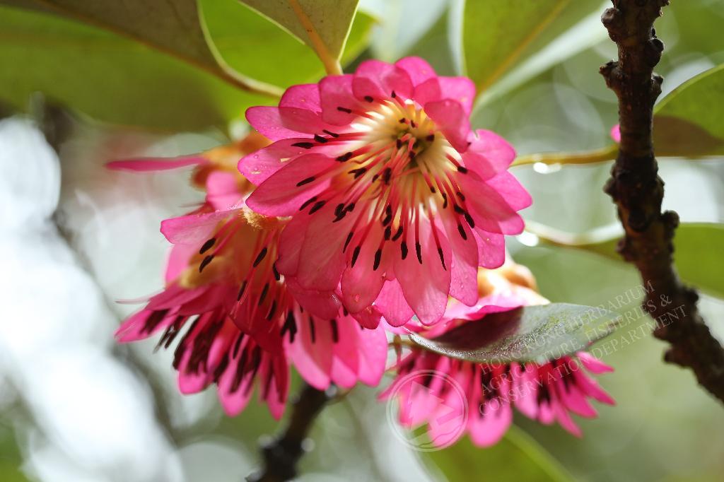 香港植物標本室- 紅花荷Rhodoleia championii