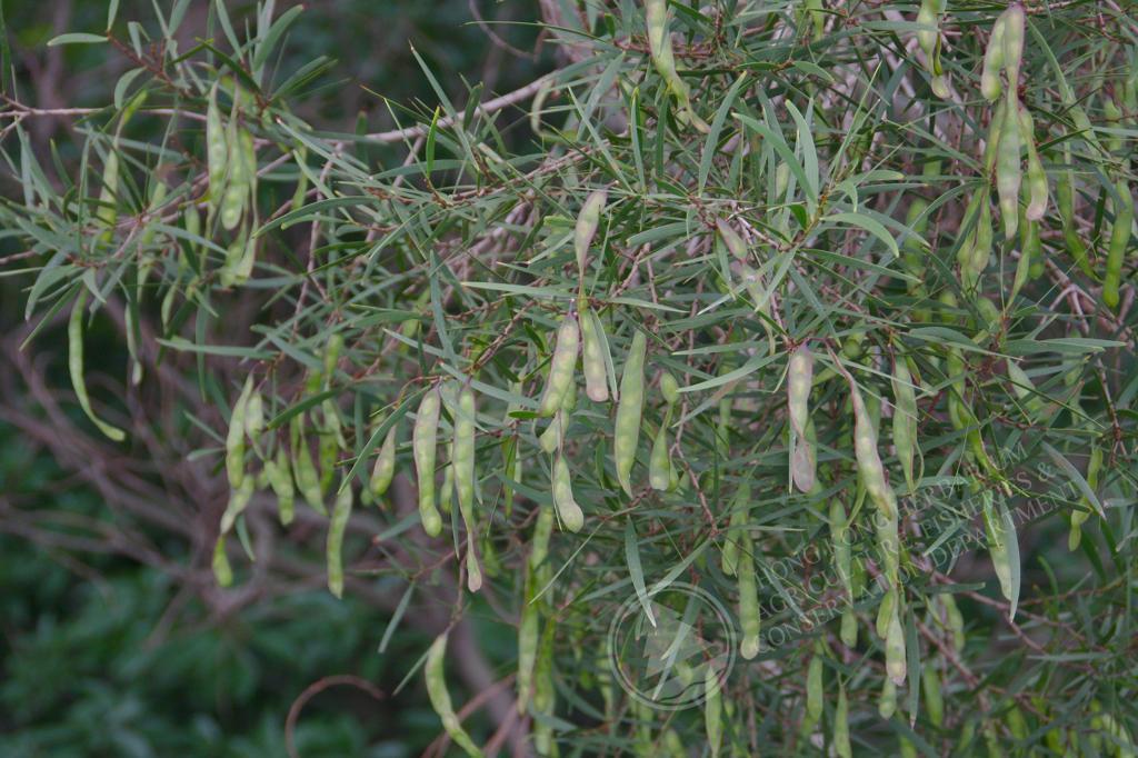 完売 洋槐中树种 Acacia Confusa 種子 250粒+ - poumonquebec.ca