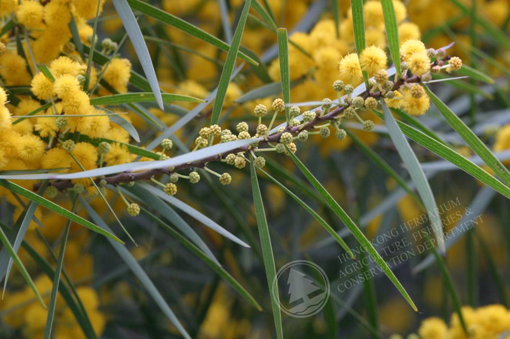 Acacia Confusa 種子 250粒+ | gulatilaw.com