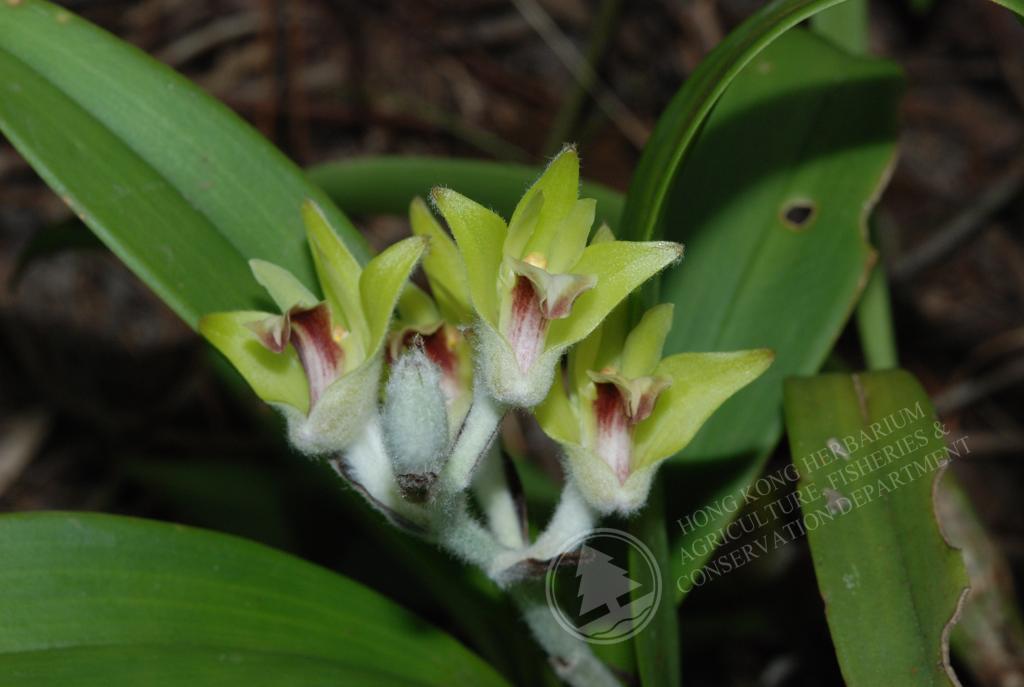 香港植物標本室 白綿毛蘭eria Lasiopetala