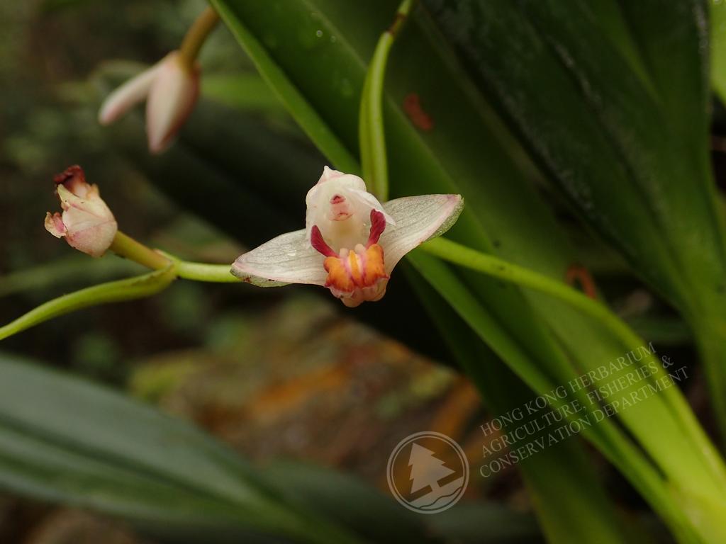 香港植物標本室 玫瑰毛蘭eria Rosea