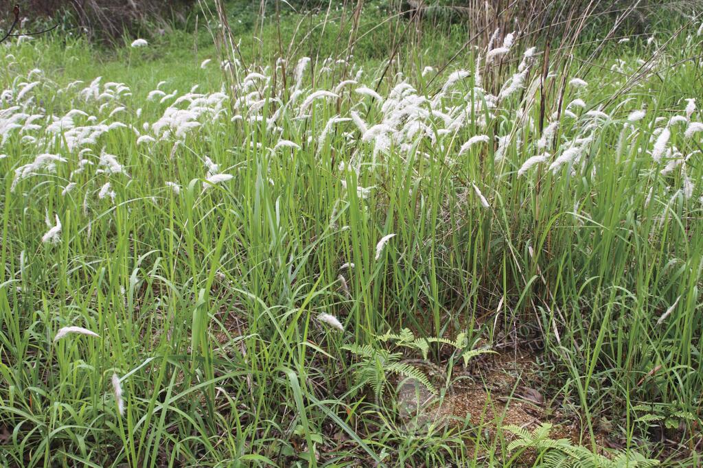 HK Herbarium - Imperata cylindrica var. major
