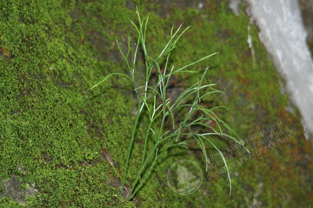 HK Herbarium - Psilotum nudum 松葉蕨