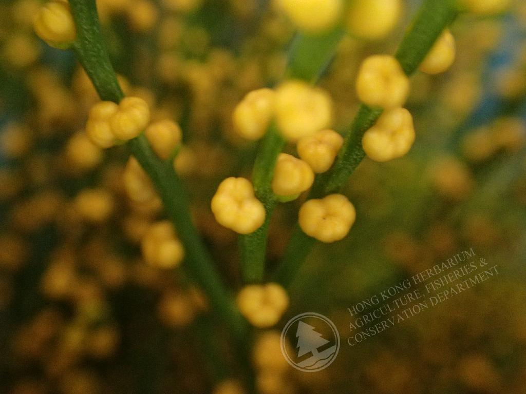 HK Herbarium - Psilotum nudum 松葉蕨