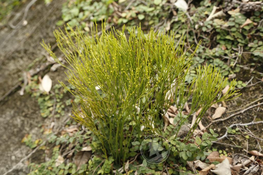 叶松谷　染付黄彩蕨吸物　4客 HK Herbarium - Psilotum nudum 松葉蕨