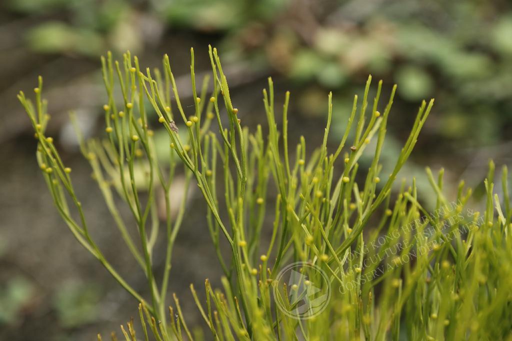 HK Herbarium - Psilotum nudum 松葉蕨