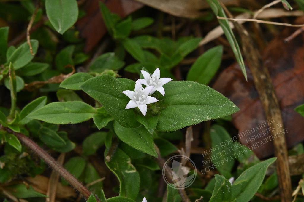 はな 香港植物标本室- 墨苜蓿Richardia scabra