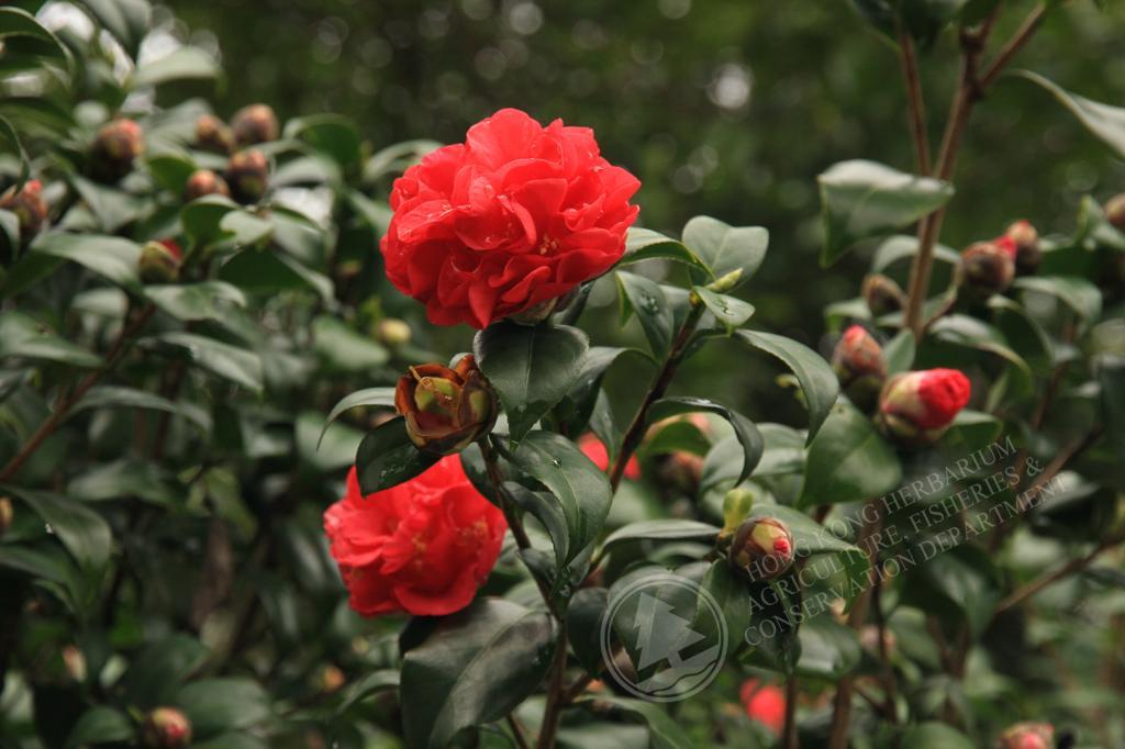 HK Herbarium - Camellia japonica