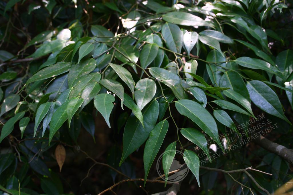 HK Herbarium - Xanthophyllum hainanense 黃葉樹